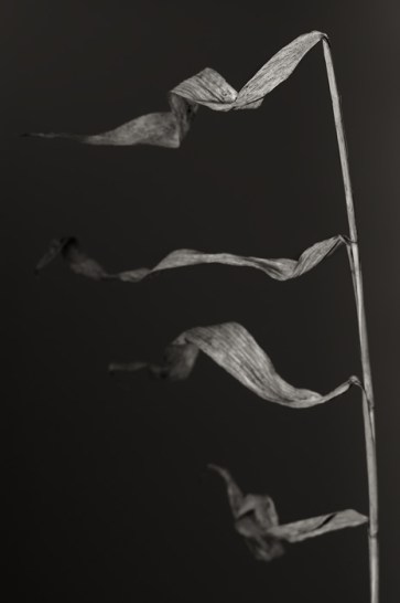 No Flag Large Enough